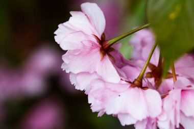 Bahçede açan pembe bahar çiçekleri