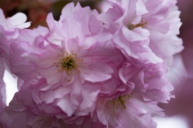 Bahçede açan pembe bahar çiçekleri
