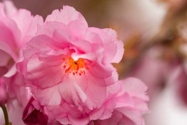 Bahçede açan pembe bahar çiçekleri