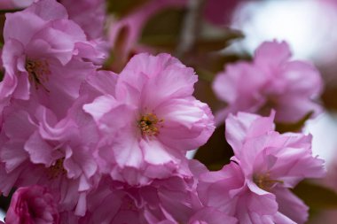 Bahçede açan pembe bahar çiçekleri
