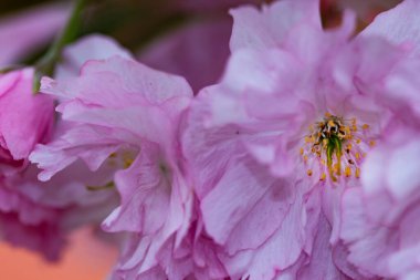 Bahçede açan pembe bahar çiçekleri