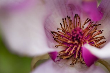 Bahçedeki güzel pembe çiçeğin yakın görüntüsü