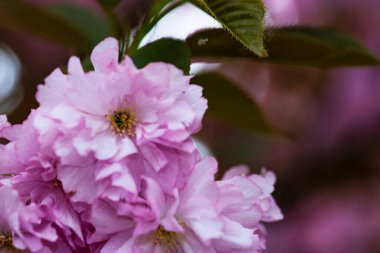Bahçede açan pembe bahar çiçekleri