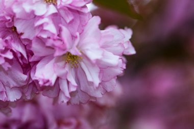 Bahçede açan pembe bahar çiçekleri