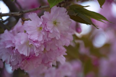 Bahçede açan pembe bahar çiçekleri
