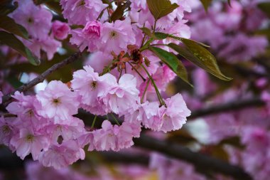 Bahçede açan pembe bahar çiçekleri