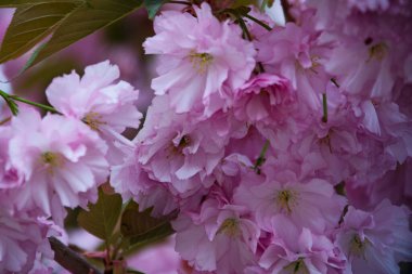 Bahçede açan pembe bahar çiçekleri