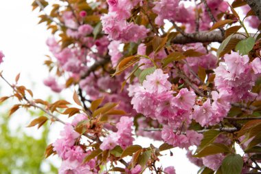 Bahçede açan pembe bahar çiçekleri