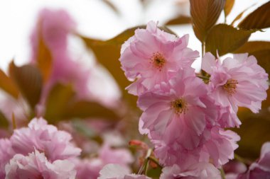 Bahçede açan pembe bahar çiçekleri