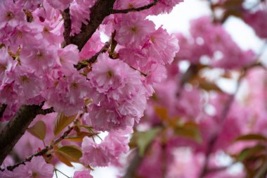Bahçede açan pembe bahar çiçekleri
