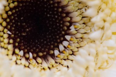 güzel gerbera çiçek yakın çekim