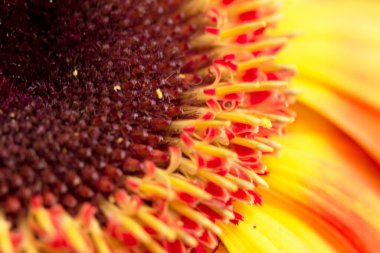 güzel gerbera çiçek yakın çekim