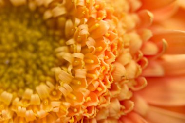 güzel gerbera çiçek yakın çekim