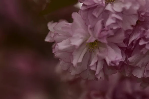 Bahçede Açan Pembe Bahar Çiçekleri — Stok fotoğraf