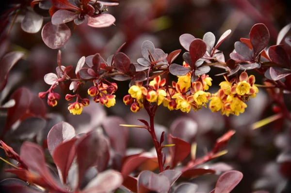 庭に赤い葉が生えている美しい黄色の花 — ストック写真