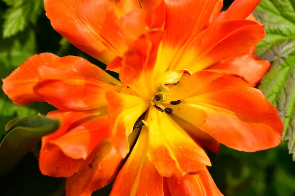 美しいオレンジ色の花を間近で見ることができます — ストック写真