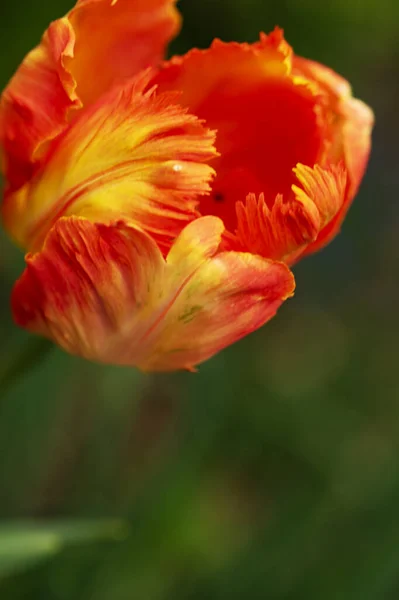 Beautiful Tulip Flower Garden — Stock Photo, Image