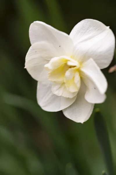 Vacker Botanisk Skott Vita Blommor Som Växer Trädgården — Stockfoto