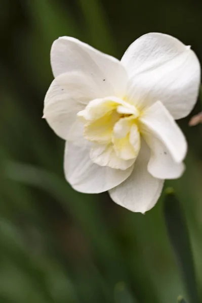 Belle Photo Botanique Fleurs Blanches Poussant Dans Jardin — Photo