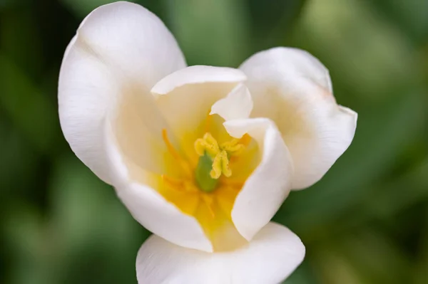 Belle Fleur Tulipe Dans Jardin — Photo