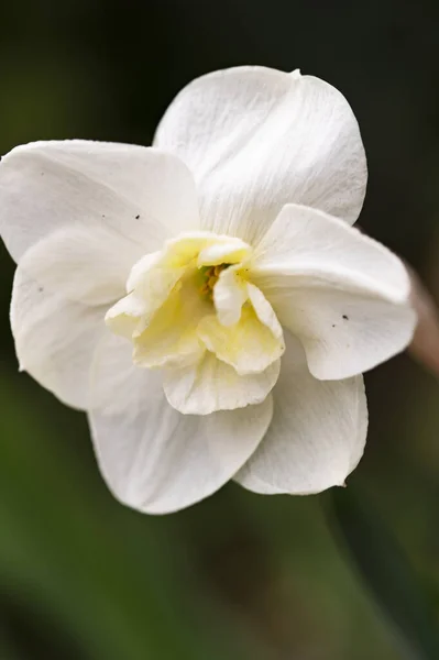 Vacker Botanisk Skott Vita Blommor Som Växer Trädgården — Stockfoto