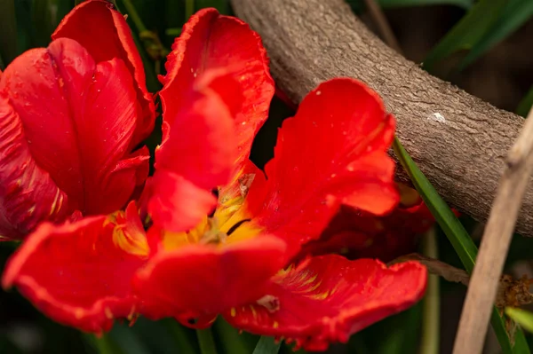 花园里长着美丽的郁金香 — 图库照片