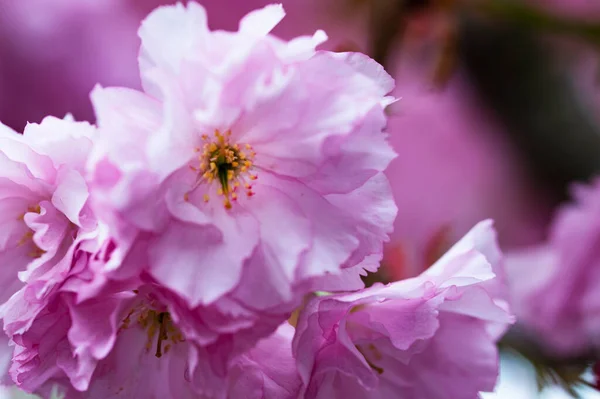 Blühende Rosa Frühlingsblumen Garten — Stockfoto