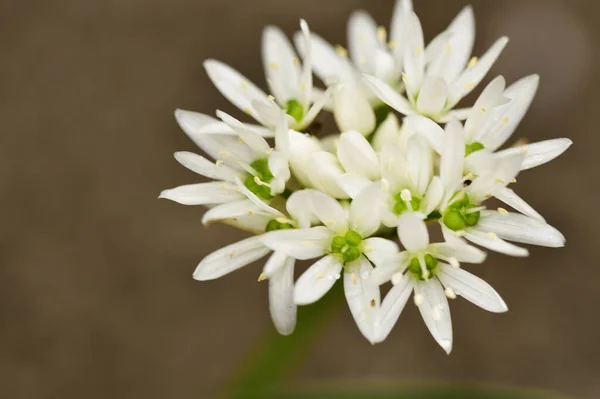 Beautiful Botanical Shot White Flowers Growing Garden — 스톡 사진
