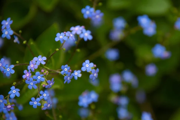 花园里长着蓝色的春花 — 图库照片