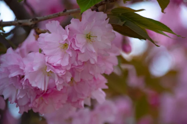 Blooming Pink Spring Flowers Garden — Stock Photo, Image