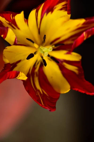 Όμορφη Τουλίπα Λουλούδι Στον Κήπο — Φωτογραφία Αρχείου