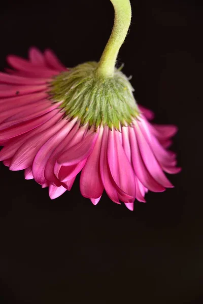 黒の背景に分離されたガーベラの花 — ストック写真