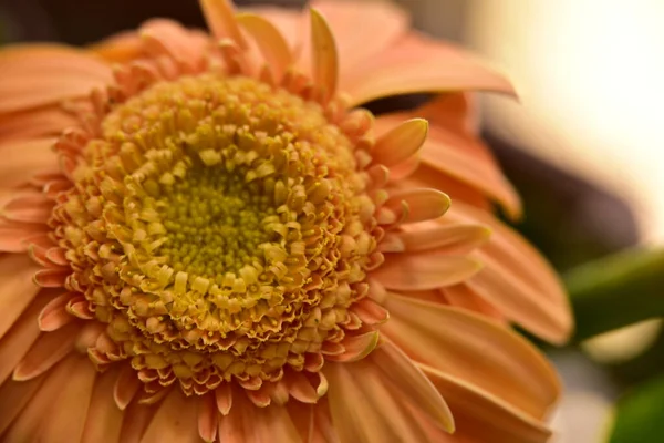 美しいガーベラの花のクローズ アップ — ストック写真