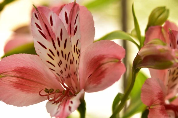 Piękne Kwiaty Lilii Kwiatowy Koncepcja Tła — Zdjęcie stockowe