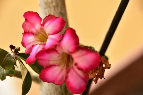 Floraison Rose Fleurs Printanières Dans Jardin — Photo