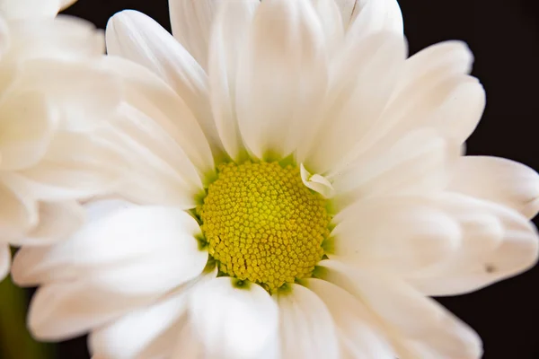Tender White Flowers Dark Background — 스톡 사진