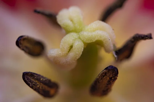 Beautiful Tulip Close View Floral Concept — Photo