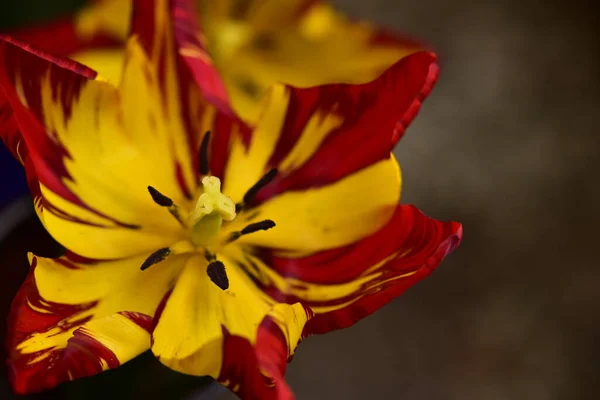 Beautiful Tulip Flower Garden — Stock Photo, Image