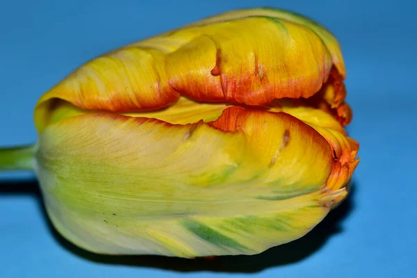 Vacker Tulpan Närbild Blommigt Koncept — Stockfoto