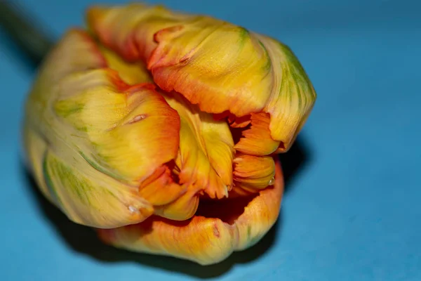 Güzel Lale Yakın Görüş Çiçek Konsepti — Stok fotoğraf