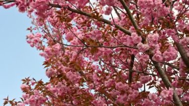 Bahar zamanı harika kiraz çiçekleri.