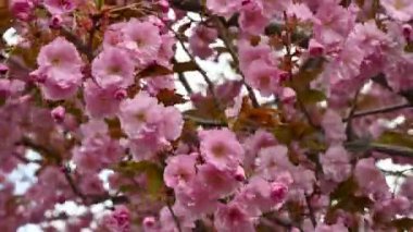 Bahar zamanı harika kiraz çiçekleri.