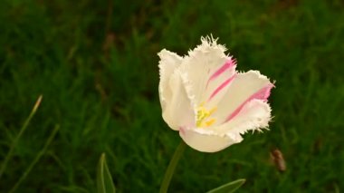 Güzel beyaz lale çiçeğinin etrafında uçuşan arıların yakın çekimi