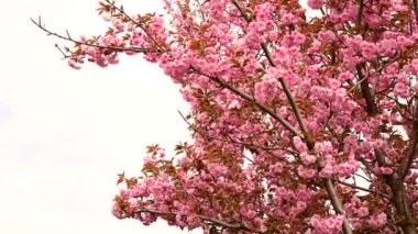 cherry blossom, spring season background