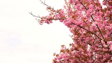 Bahar zamanı harika kiraz çiçekleri.