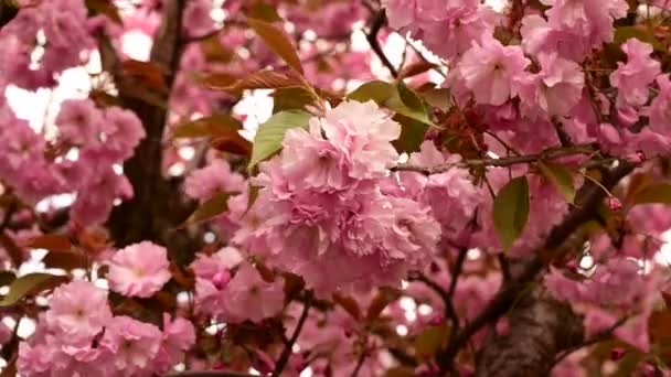 Amazing Cherry Blossom Spring Time — стоковое видео