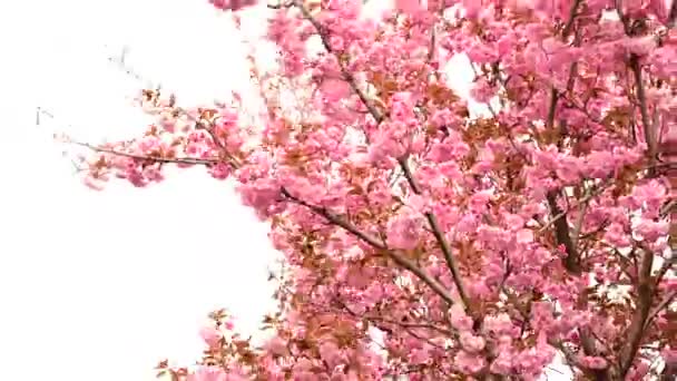 Increíble Flor Cerezo Primavera — Vídeos de Stock