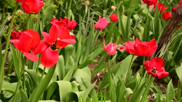Amazing Tulips Growing Garden — стоковое видео