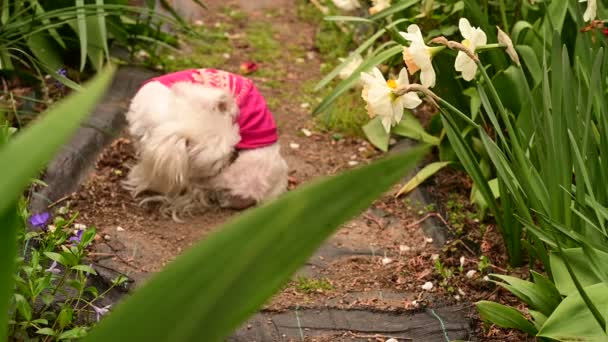 Piccolo Cane Bianco Carino Giardino — Video Stock