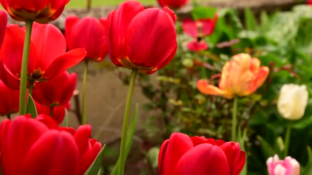 Geweldige Tulpen Groeien Tuin — Stockvideo